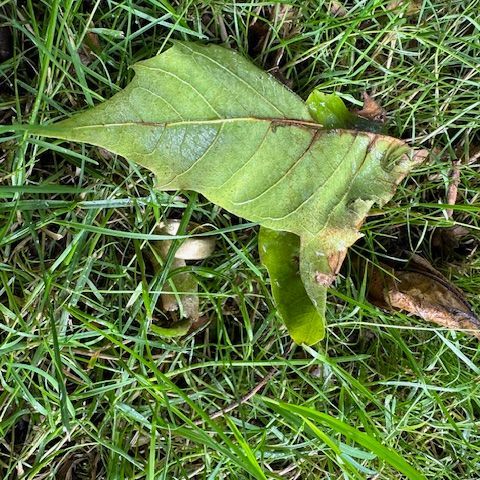 Ehering im Garten wiederfinden