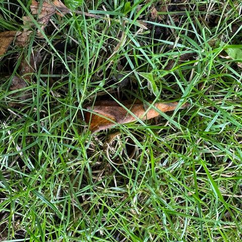 Ehering im Gras gefunden