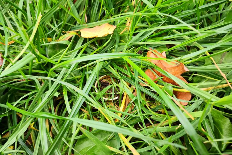 Ring im Garten verloren