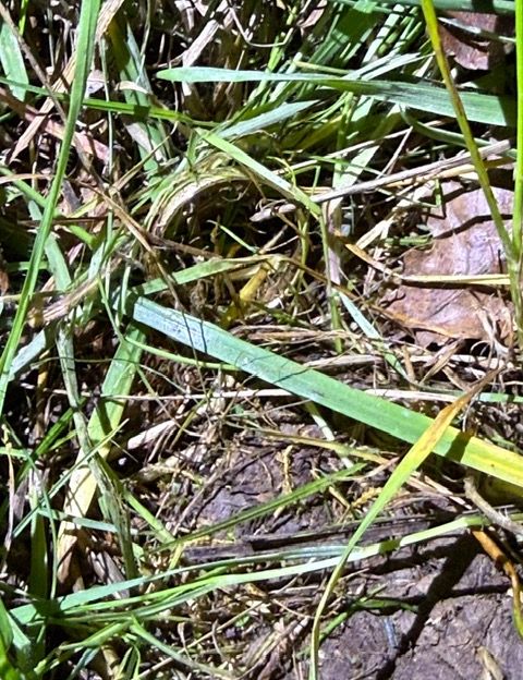 Metalldetektor in Steinheim BW Ring im Garten verloren