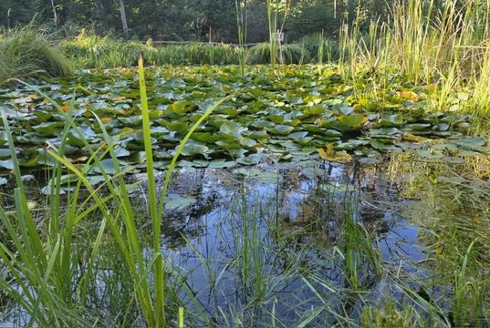 Metalldetektor-Team konnte helfen den Ring im Teich zu finden
