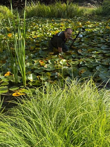 Ringsuche in Hessen im Teich