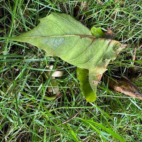 Ehering im Garten wiederfinden
