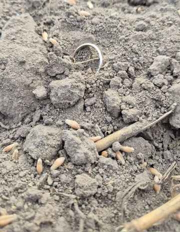 Ring auf dem Feld in Brandenburg verloren
